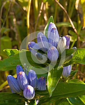 Blue Gentian with spider webs shines in the early sumer sun