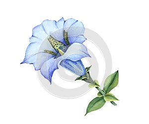 Blue gentiana acaulescent