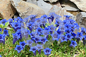 Blue gentians