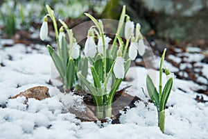 Blue gentle snowdrops in the snow