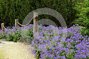 Blue geranium in a green area