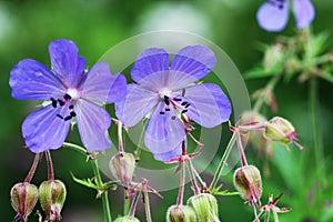 Blue Geranium pratense flower. Geranium pratense known as the meadow crane`s-bill or meadow geranium