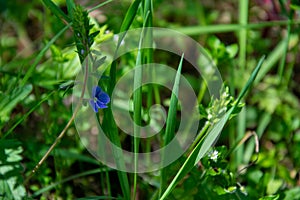 Blue geranium and white wild flower on a green blurred background. A serene and calm forest with spring flowers and a