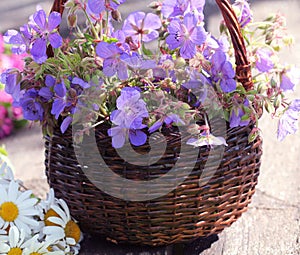 Blue geraniumpicked in basket . Herbs harvesting of medicinal raw materials