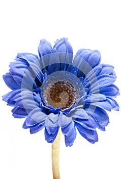 Blue gerbera.