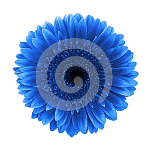 Blue gerbera daisy flower isolated white background clipping path photo