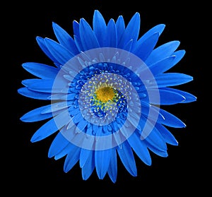 Blue gerbera flower on black isolated background with clipping path. Closeup. no shadows. For design.