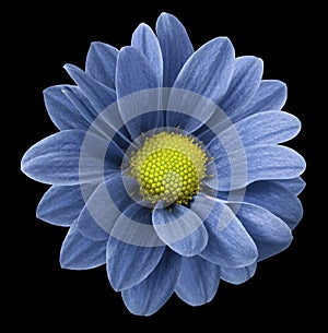 Blue gerbera flower. Black isolated background with clipping path. Closeup. no shadows. For design.