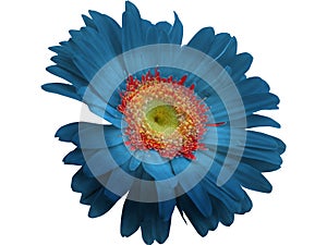 Blue Gerbera Flower isolated with PNG format.