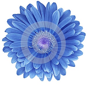 Blue gerbera flower isolated on a white background. No shadows with clipping path. Close-up.