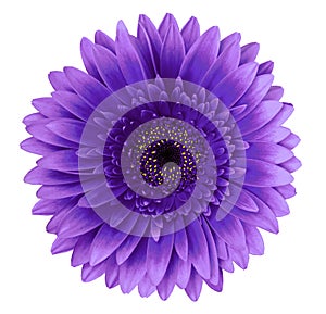 Blue gerbera flower on a white isolated background with clipping path. Closeup. For design.