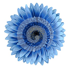 Blue gerbera flower on a white isolated background with clipping path. Closeup. For design.