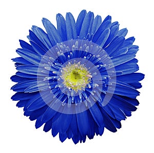 Blue gerbera flower on a white isolated background with clipping path. Closeup. no shadows. For design.