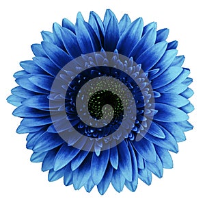 Blue gerbera flower, white isolated background with clipping path.   Closeup.  no shadows.  For design.