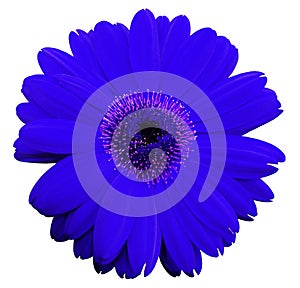 Blue gerbera flower, white isolated background with clipping path. Closeup. no shadows. For design.