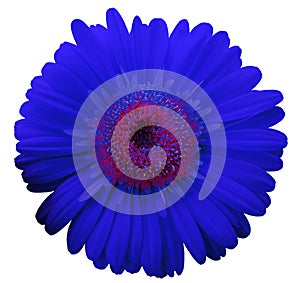 Blue gerbera flower, white isolated background with clipping path. Closeup. no shadows. For design.