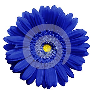 Blue gerbera flower, white isolated background with clipping path. Closeup. no shadows. For design.