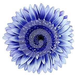 Blue gerbera flower, white isolated background with clipping path.   Closeup.  no shadows.  For design.