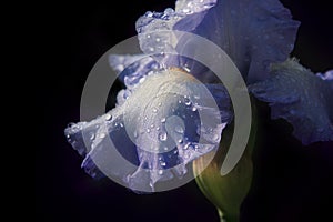 Blue German bearded iris petal texture