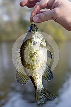 Blue Gill
