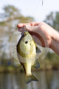 Blue Gill