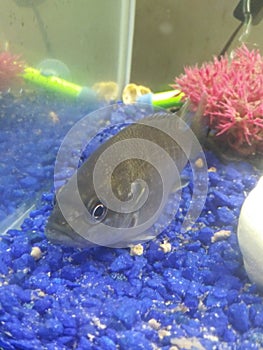 Blue Gill in a tank