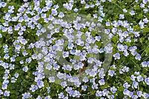 Blue Gilliflower flowers and other spring flowers in grass in garden.