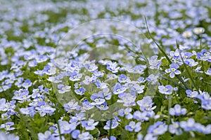 Blue Gilliflower flowers and other spring flowers in grass in garden.