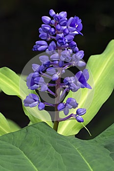 Blue ginger or Dichorisandra thyrsiflora in bloom