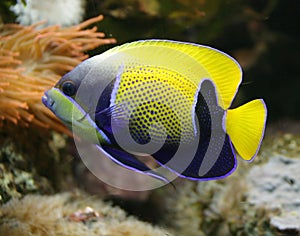 Blue Girdled Angelfish 2 photo