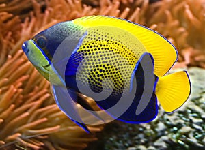 Blue girdled angelfish 3