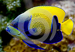 Blue girdled angelfish 4 photo