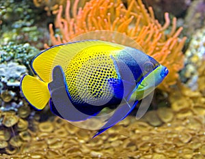 Blue girdled angelfish 5