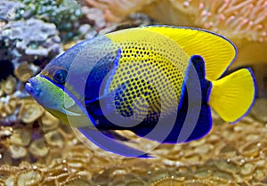 Blue girdled angelfish 6 photo