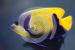 Blue-girdled angelfish Pomacanthus navarchus