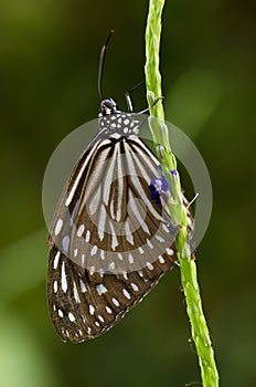 Blue Glassy Tiger