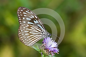 Blue glassy tiger butterfly