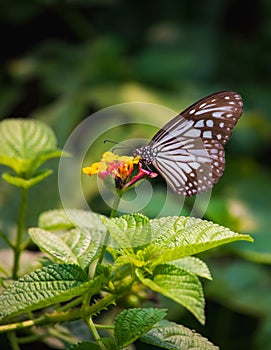 Blue Glassy Tiger Butterfly feeding in a yellow flower