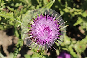 Blue `Globe Artichoke` flower - Cynara Scolymus