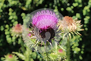 Blue `Globe Artichoke` flower - Cynara Scolymus