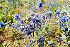 Blue globe thistle in bloom in the garden