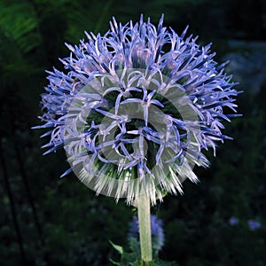 Blue Globe Thistle