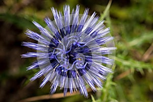 Blue Globe-Thistle