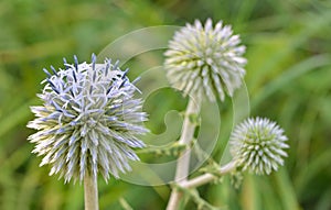 Blue globe thistle Echinops flowers
