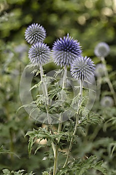 Blue globe thistle (Echinops) in a garden
