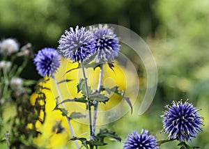 Blue globe thistles, Echinops bannaticus photo