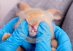 Blue glove hands try to see and analyze the teeth of brown bunny rabbit