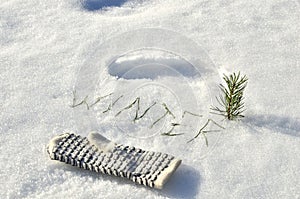 White glove with text `Winter` of spruce needles on a background of white snow