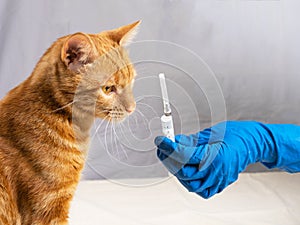 A blue-gloved hand gives the cat a sniff of the syringe before it is vaccinated