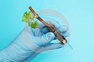 A blue-gloved hand holds a plant infected with a virus and a pest in a glass tube. Study and analysis of the sample